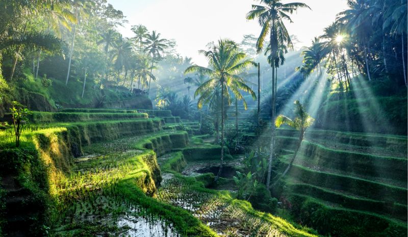 Rüya Ada Bali - Ubud Turu 7 Gece Türk Havayolları İle Ramazan Bayramı Özel IST-DPS