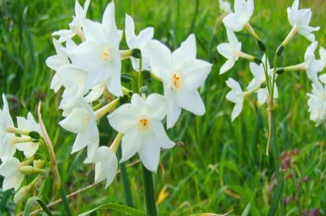 Karaburun Nergis Festivali Turu