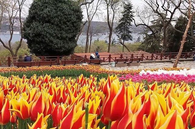 İstanbul Lale Festivali Turu