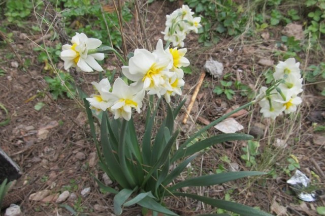 Karaburun Nergis Festivali Turu